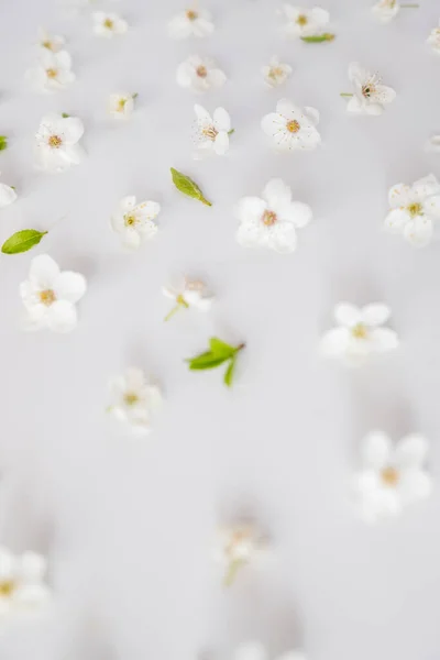 Stock image Top view of cherry blossoms flowers laying on white background. Hi key spring pattern. Mockup for greeting card