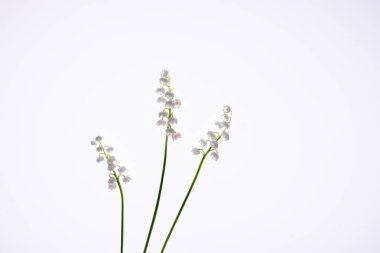 Beyaz arka planda beyaz çiçekli vadi zambakları. Çiçek deseni.