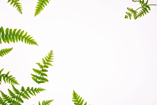 Floral composition with copy space in center. Green leaves of fern on white background. Aromatherapy, green natural  cosmetics  concept. Flat lay, top view.