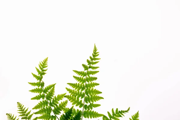 Draufsicht Auf Grüne Tropische Farnblätter Isoliert Auf Weißem Hintergrund Minimales — Stockfoto