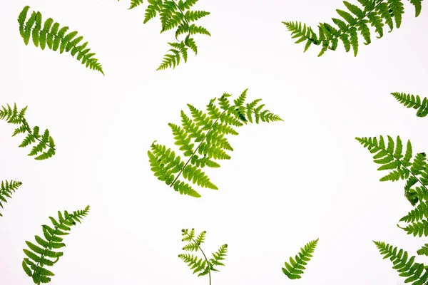 Вид Зверху Зелене Тропічне Листя Папороті Ізольовано Білому Тлі Мінімальна — стокове фото
