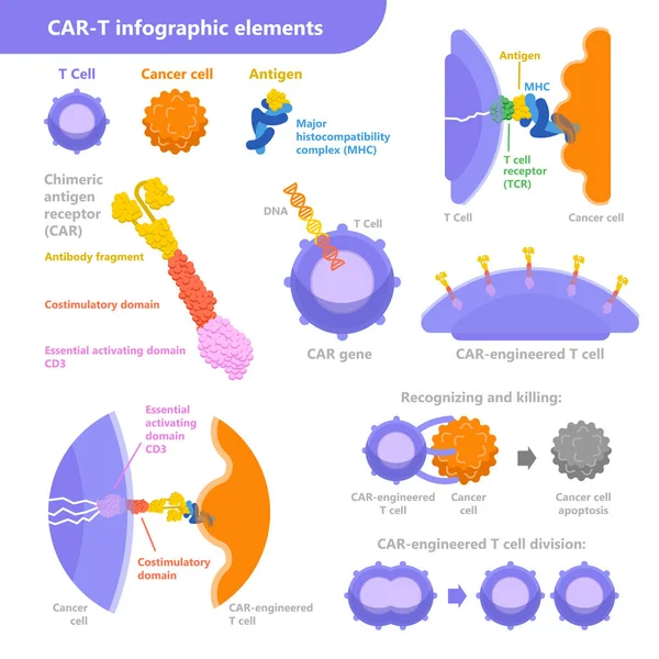 Araba-T hücre immünoterapi kanser tedavisi için. Vektör Infographic öğelerle T hücre, kanser hücresi, antijen süreci ile. Tıbbi illüstrasyon izole beyaz arka plan üzerinde düz tasarım
