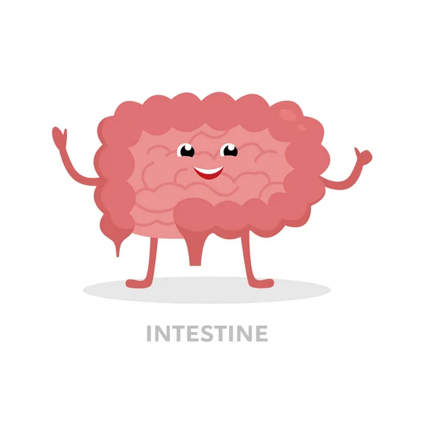 Fuerte personaje de dibujos animados intestino sano aislado sobre fondo blanco. Feliz intestino delgado y grueso icono vector de diseño plano. Concepto de órgano saludable ilustración médica . — Vector de stock