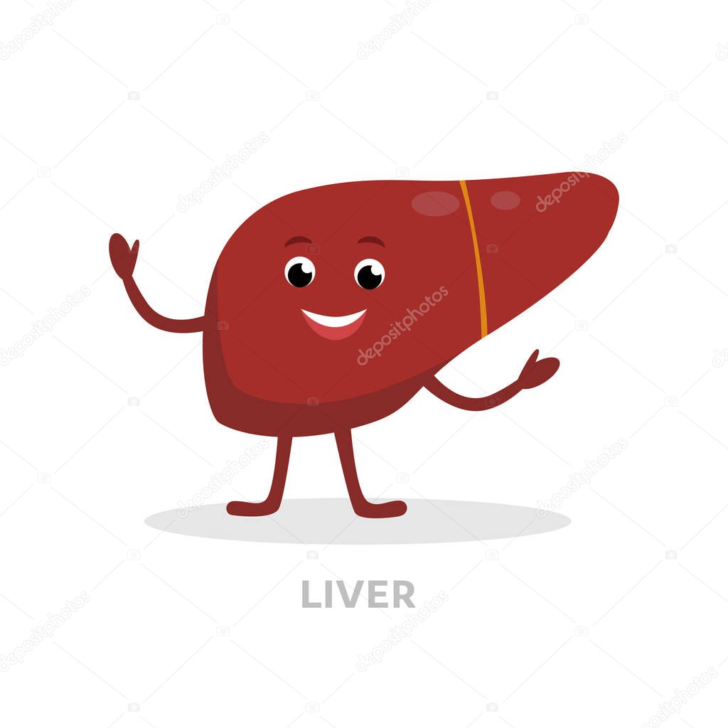 Strong healthy liver cartoon character isolated on white background. Happy liver icon vector flat design. Healthy organ concept medical illustration.