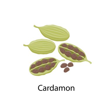 Cardamon Spice - düz dizayn vektör çizimi beyaz arkaplanda izole edildi. Kakule tohumları ve kapsüller