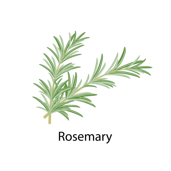 Rosemary spice - διανυσματική απεικόνιση σε επίπεδη σχεδίαση που απομονώνεται σε λευκό φόντο. — Διανυσματικό Αρχείο