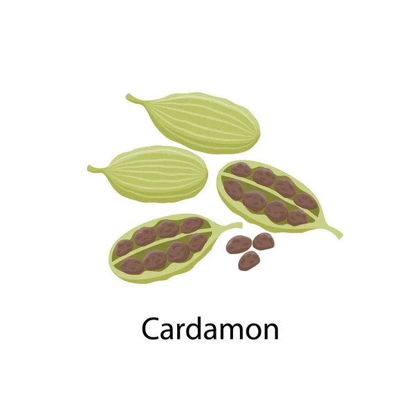 Kardemom specerij - vector illustratie in plat ontwerp geïsoleerd op witte achtergrond. Kardemom zaden en peulen — Stockvector