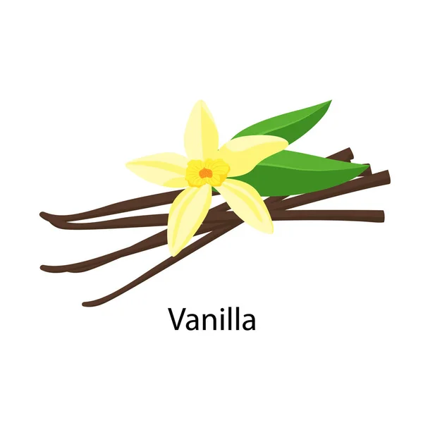 Ilustración vectorial de especias de vainilla en diseño plano aislado sobre fondo blanco. Flor de vainilla y frutos de vainilla secos . — Archivo Imágenes Vectoriales