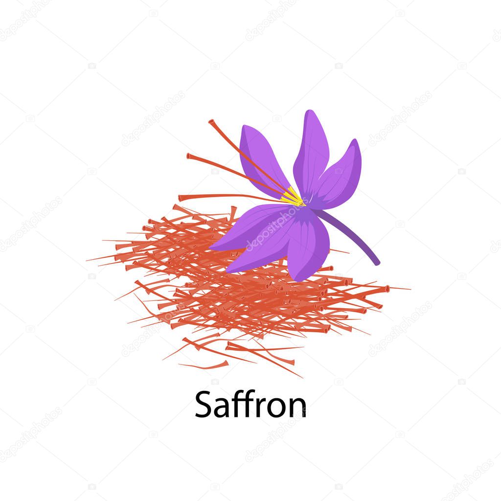 Saffron flower spice vector illustration in flat design isolated on white background. Saffron crocus vector illustration and Delicate saffron threads.