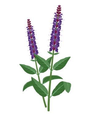 Salvia - iyileştirici çiçek vektörü tıbbi illüstrasyonu beyaz arka planda izole edilmiş düz tasarım, bilgi elementleri. Bahçe adaçayı şifalı bitki simgesi.