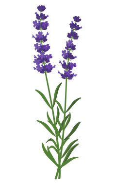 Lavandula angustifolia iyileştirici çiçek vektörü tıbbi illüstrasyon düz tasarım, bilgi elementleri, şifalı bitkisel lavanta simgesi beyaz arka plan izole.