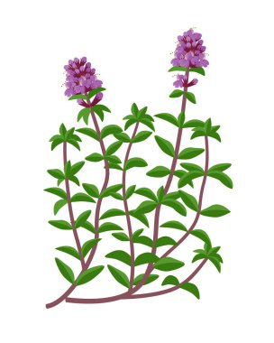 Thymus serpillum iyileştirici çiçek vektörü tıbbi illüstrasyon düz tasarımda beyaz zemin üzerinde izole edilmiş, bilgi elementleri, şifalı bitki simgesi.