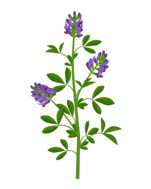 Alfalfa, Lucerne iyileştirici çiçek vektörü tıbbi illüstrasyon düz tasarımda beyaz arka planda izole edilmiş, bilgi elementleri, şifalı bitki simgesi.