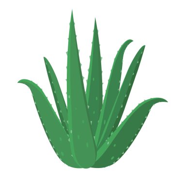 Aloe Vera iyileştirici çiçek vektörü tıbbi illüstrasyonu düz dizayn, bilgi elementleri, Aloe Vera bitki simgesi, beyaz arkaplan izole.