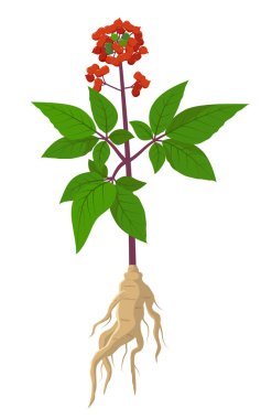 Panax ginseng- iyileştirici çiçek vektörü tıbbi illüstrasyon Düz tasarımda beyaz zemin üzerinde izole edilmiş, bilgi elementleri, şifalı bitki simgesi.