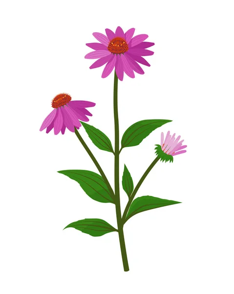 Echinacea purpurea curación flor vector ilustración médica aislada sobre fondo blanco en diseño plano, elementos infográficos, icono de hierbas curativas coneflower . — Vector de stock