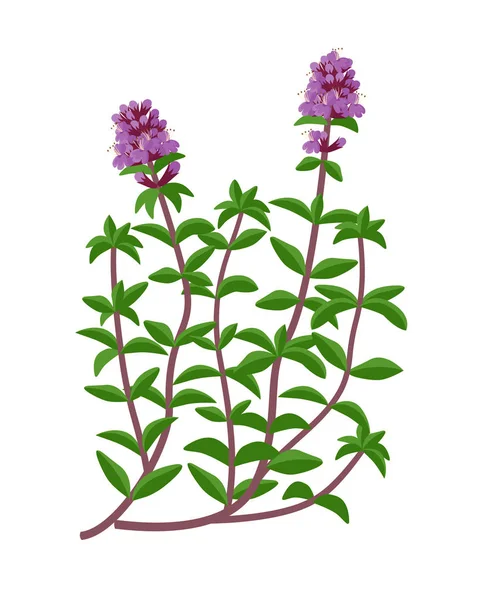 Thymus serpyllum επούλωση λουλούδι διάνυσμα ιατρική απεικόνιση απομονώνονται σε λευκό φόντο σε επίπεδη σχεδίαση, infographic στοιχεία, θεραπευτικό βότανο εικονίδιο. — Διανυσματικό Αρχείο