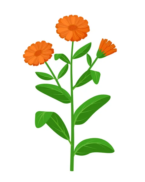 Calendula officinalis lecznicze wektor kwiat medyczna ilustracja izolowana na białym tle w płaskiej konstrukcji, elementy infograficzne, commom marigold lecznicze zioło ikona. — Wektor stockowy