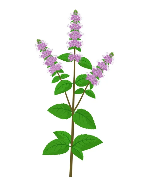 Mentha cura flor vetor ilustração médica isolado no fundo branco em design plano, elementos infográficos, cura ícone de hortelã erva . — Vetor de Stock