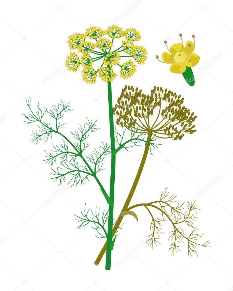 Fennel flowerheads and seeds, healing flower vector medical illustration isolated on white background in flat design, infographic elements, healing herb icon.