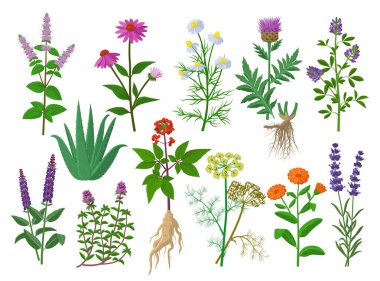 Şifalı şifalı bitkiler ve çiçekler düz tasarımda büyük bir koleksiyon, beyaz arka planda izole edilmiş çiçek ikonları. Papatya, Aloe vera, Lavandula, Calendula, Kekik, Alfalfa, Echinacea