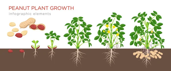 Arachide stades de croissance illustration vectorielle dans la conception plate. Processus de plantation de l'arachide. Croissance de l'arachide de la graine à la plante à fleurs et à fruits isolés sur fond blanc. Arachides mûres . — Image vectorielle