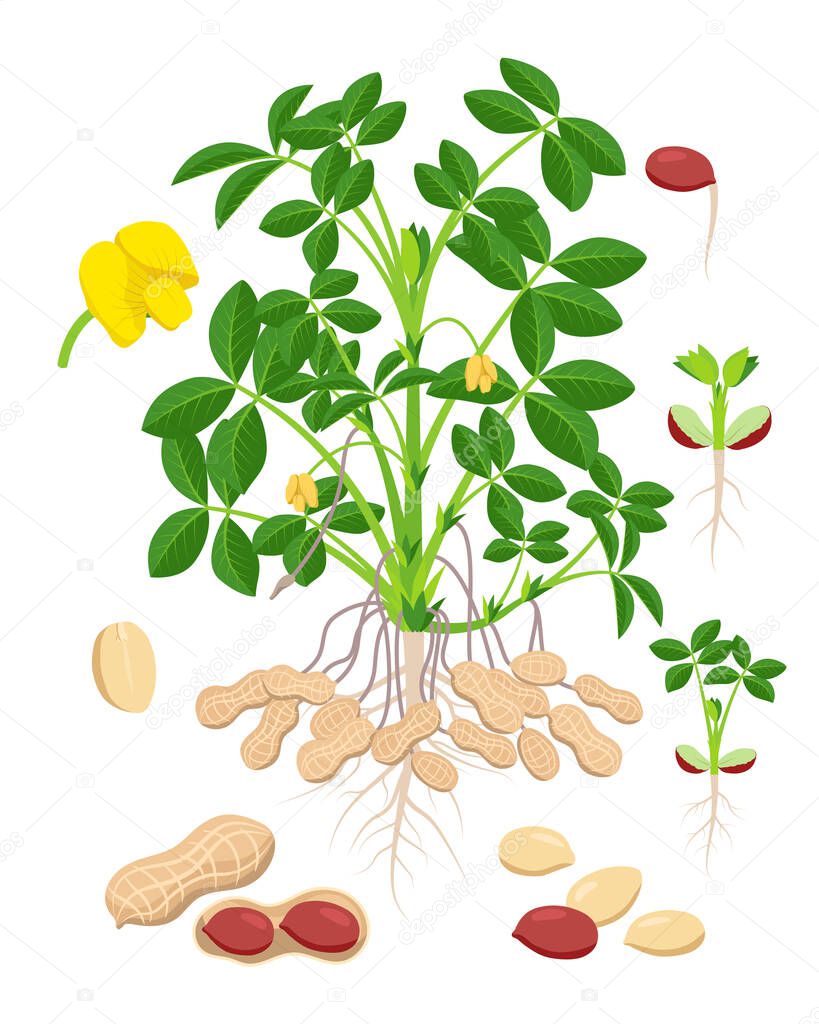 Peanut growth parts and stages - set of botanical vector illustrations in flat design isolated on white background.