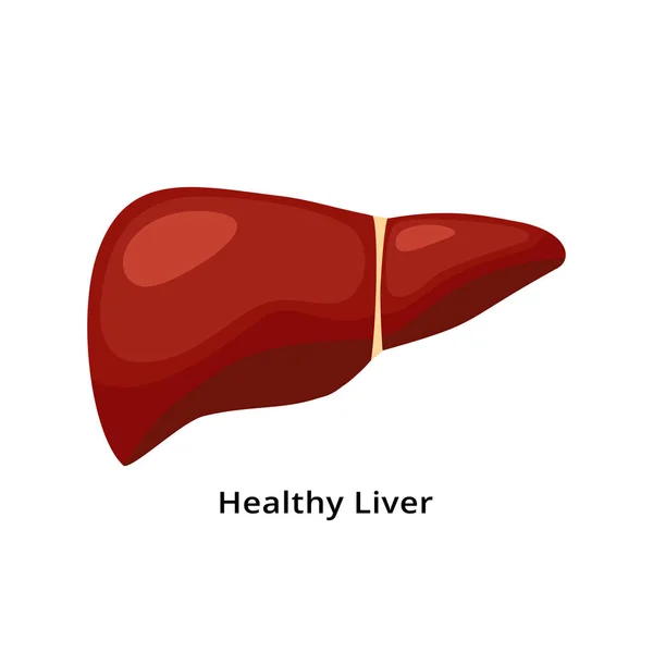 Ícono hepático sano aislado sobre fondo blanco. Ilustración del concepto de salud del hígado en el diseño plano. — Vector de stock