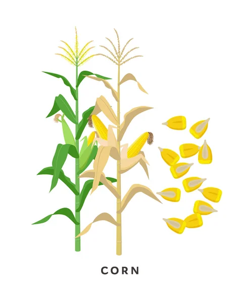 Planta de milho e grãos de cereais de milho - ilustração botânica vetorial em design plano isolado em fundo branco. —  Vetores de Stock