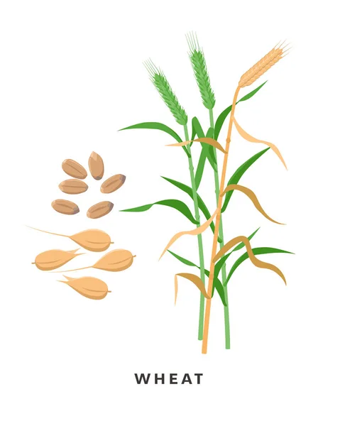 Green wheat plant and ripe wheat crop, cereal grass and grains - vector botanical illustration in flat design isolated on white background. — Stock Vector