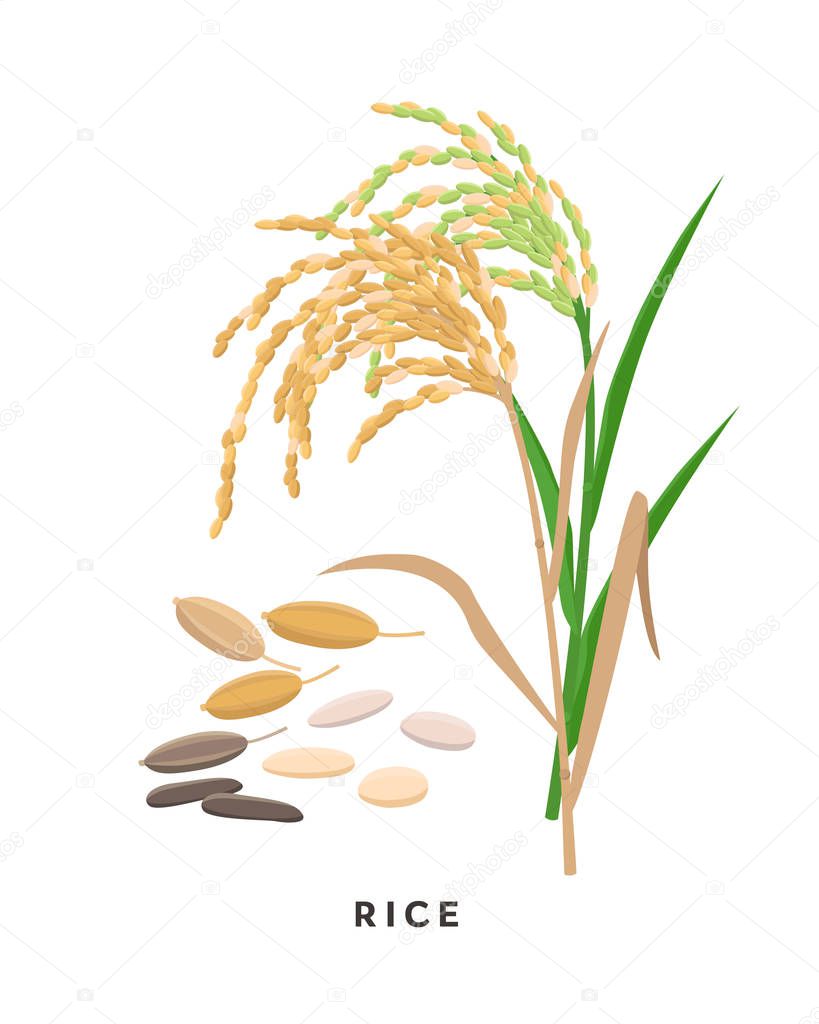Rice cereal grass and grains - vector botanical illustration in flat design isolated on white background.