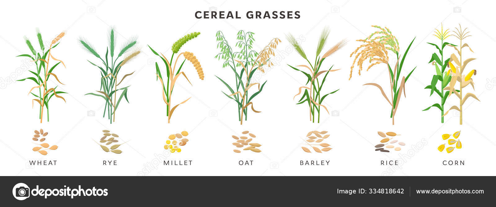cereals plants