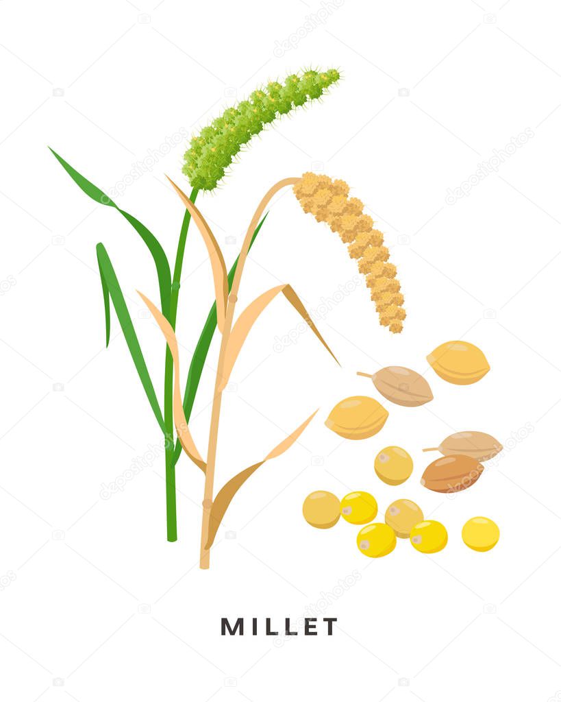 Millet cereal grass and grains - vector botanical illustration in flat design isolated on white background. Proso millet seeds and ripe plant.