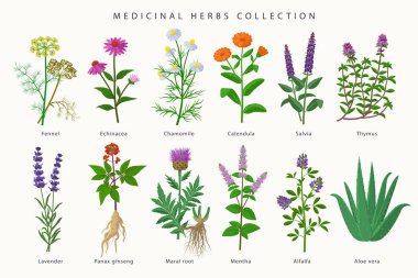 Şifalı bitkiler ve çiçekler beyaz arka planda izole edilmiş düz dizaynlı büyük bir illüstrasyon koleksiyonu. Papatya, Aloe vera, Lavanta, Calendula, Thyme, Alfalfa, Echinacea, Fennel, Salvia, Mentha.