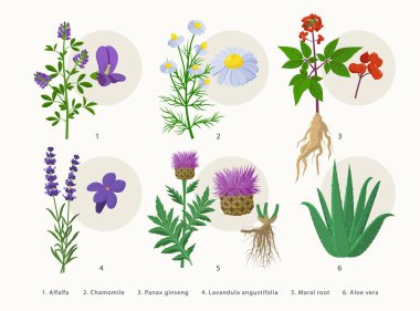 Şifalı bitkiler ve çiçekleri, bitki ikonları koleksiyonu, beyaz arka planda izole edilmiş düz çizimler. Alfalfa, Papatya çayı, Panax ginseng, Lavanta, Maral root, Aloe vera - botanik çizimleri.