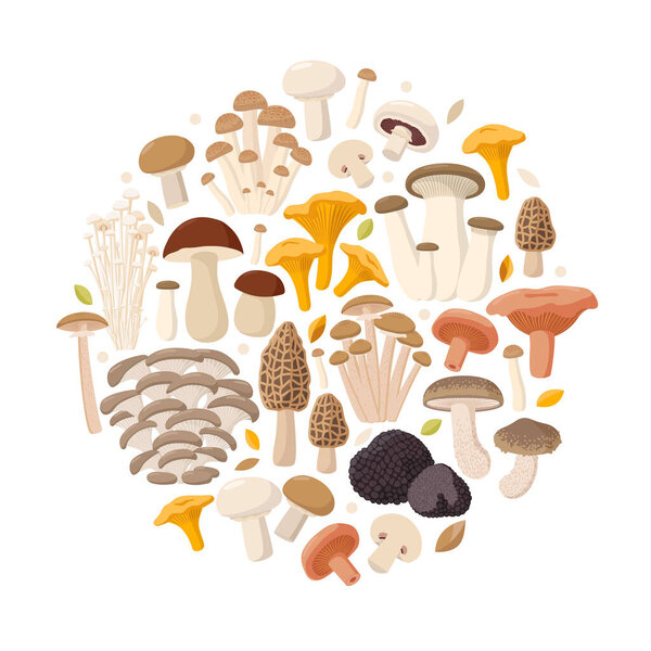 Mushrooms collection of vector flat illustrations isolated on white in round. Cep, chanterelle, honey agaric, enoki, morel, oyster mushrooms, King oyster, shimeji, champignon, shiitake, black truffle