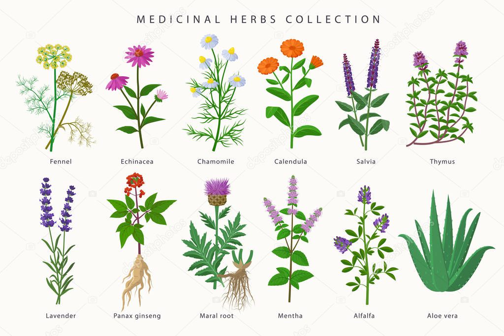 Medicinal herbs and flowers big collection of illustrations in flat design isolated on white background. Chamomile, Aloe vera, Lavender, Calendula, Thyme, Alfalfa, Echinacea, Fennel, Salvia, Mentha.