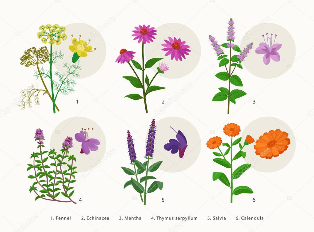 Medicinal herbs and flowers, healing plants icons collection, flat illustrations isolated on white background. Fennel, Echinacea, Mentha, Thymus serpyllum, Salvia, Calendula - botanical drawings.