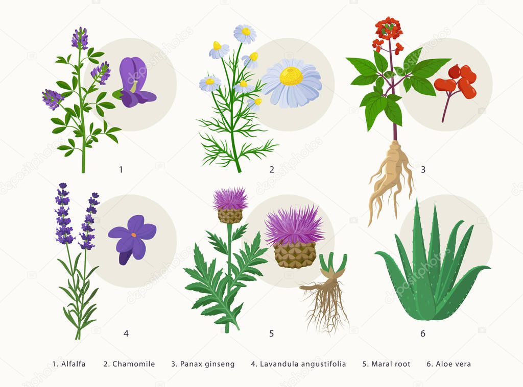 Medicinal herbs and their flowers, plants icons collection, flat illustrations isolated on white background. Alfalfa, Chamomile, Panax ginseng, Lavender, Maral root, Aloe vera - botanical drawings.