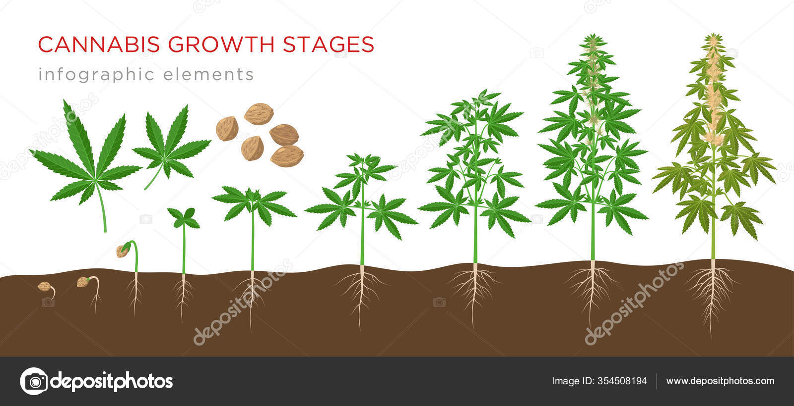 этапы развития марихуаны