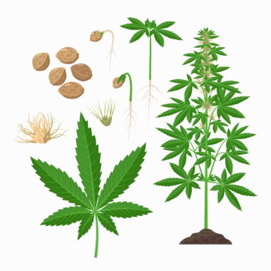 Kenevir bitkisi, tohumlar, yapraklar, gövde, çiçek açan bitki, artan bilgi elementleri. Kenevir sativa set botanik çizimler, düz tasarım çizimler.