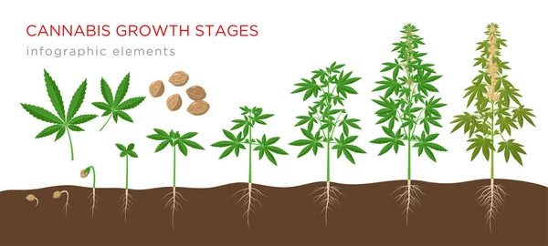 Estágios de crescimento de Cannabis sativa de sementes a plantas maduras com folhas de cânhamo, flores e raízes - elementos infográficos isolados em fundo branco . — Vetor de Stock