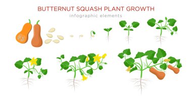 Butternut kabak bitki büyüme aşamaları düz tasarım infografik elemanları. Tohumlardan Cucurbita moschata ekim süreci, olgun kabak meyve filiz, yaşam döngüsü beyaz arka plan izole