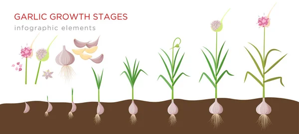 Fokhagyma növény növekszik szakaszában tetteket, fokhagyma készletek érett fokhagyma - készlet botanikai részletes infografikai elemek vektor illusztrációk elszigetelt fehér alapon. — Stock Vector