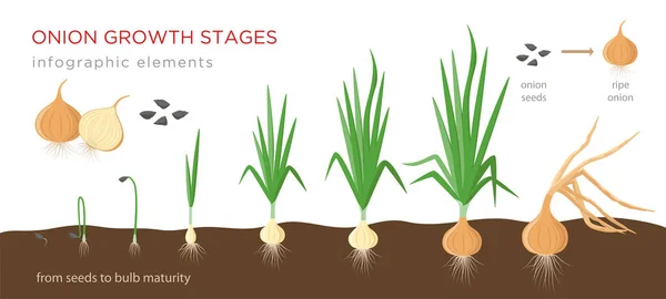 Onion plant growing stages from seeds to ripe onion - development of onion seeds, growth cycle - set of botanical drawings, infographic elements, vector illustrations isolated on white background. — 스톡 벡터