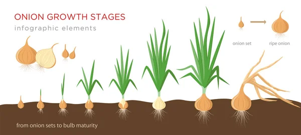 Lök växtstadier från lök set till mogen lök - andra året utveckling av lök frön - uppsättning botaniska detaljerade infographic element, vektor illustrationer isolerade på vit bakgrund. — Stock vektor