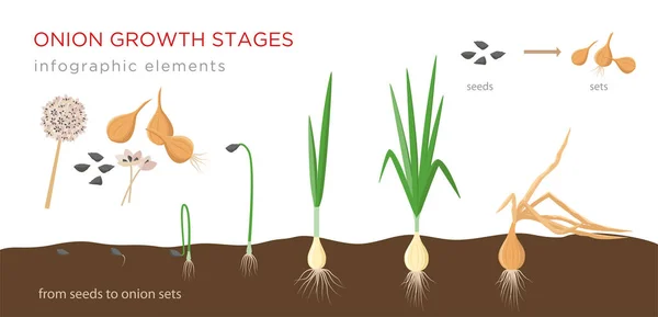 Growth stages. Лук стадии роста. Рост луковицы.