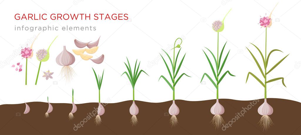 Garlic plant growign stages from deeds, garlic sets to ripe garlic - set of botanical detailed infographic elements vector illustrations isolated on white background.