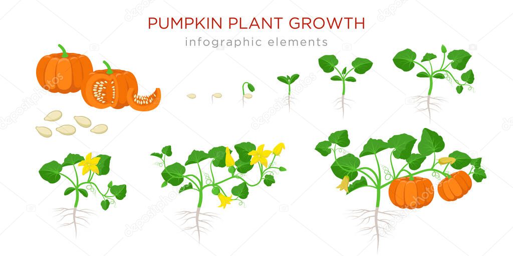 Pumpkin plant growth stages infographic elements in flat design. Planting process of Cucurbita from seeds, sprout to ripe vegetable, plant life cycle isolated on white background vector illustration.