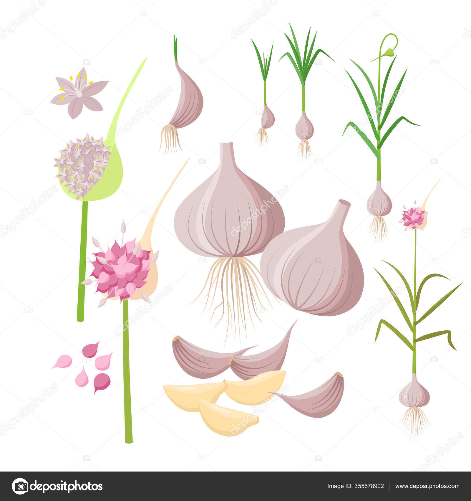 Garlic Flower Illustration